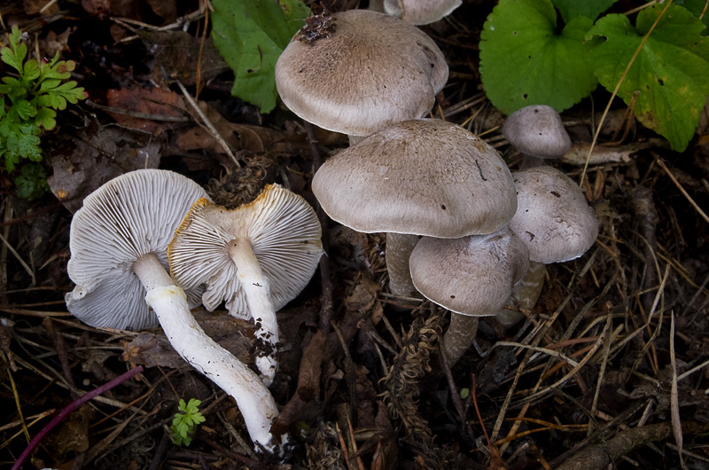 Tricholoma cingulatum